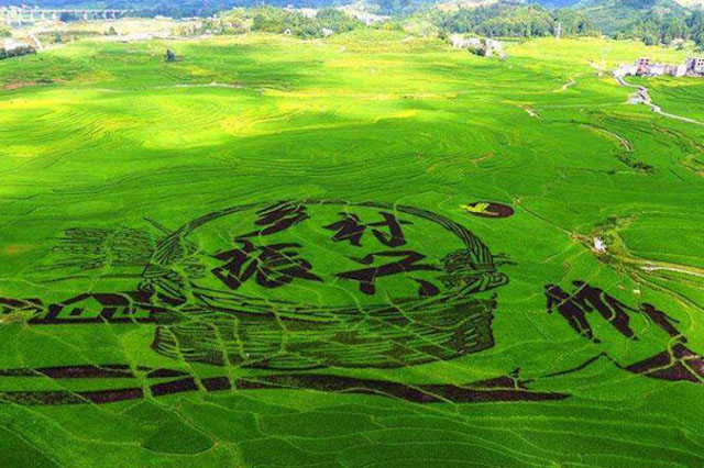 鄉(xiāng)村振興與智慧農(nóng)業(yè)的發(fā)展息息相關(guān)？
