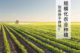規(guī)模化農(nóng)業(yè)種植不賺錢？別鬧了，那是你不會經(jīng)營導(dǎo)致的