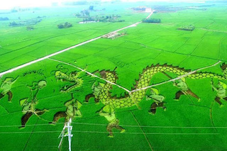 做好以下五點(diǎn)，特色農(nóng)業(yè)的發(fā)展怎能不“特色”！