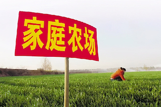 家庭農(nóng)場(chǎng)僅是種地嗎？不是的，千萬不要搞混了！