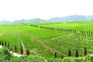 智慧農(nóng)業(yè)發(fā)展必須以鄉(xiāng)村振興為核心方向