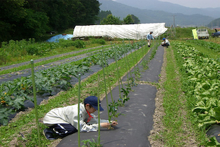 對(duì)比美國(guó)和日本農(nóng)業(yè)發(fā)展，中國(guó)農(nóng)業(yè)路在何方？