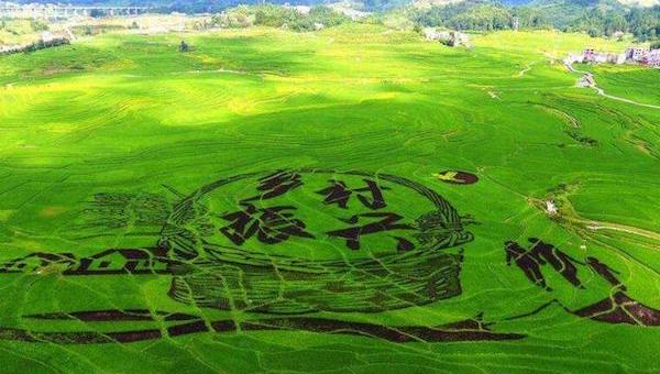 鄉(xiāng)村振興與智慧農(nóng)業(yè)的發(fā)展息息相關(guān).jpeg