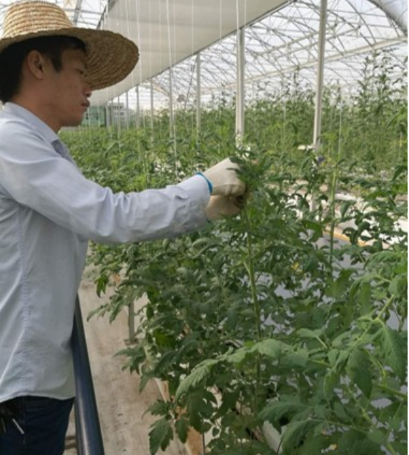 番茄定植后繞蔓、打側芽.png