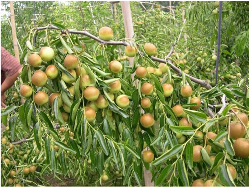 北方果樹栽培技術(shù)有很大的發(fā)展