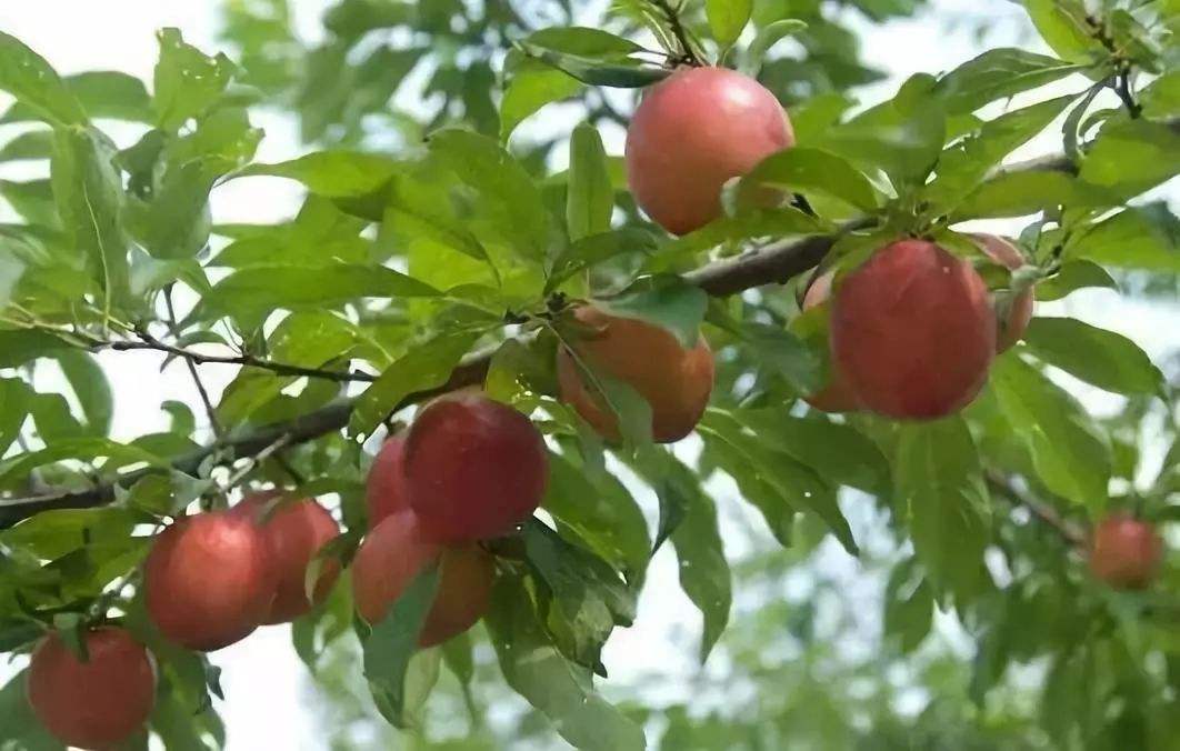 “秋施是黃金”現(xiàn)在開始準備還來得及！.jpg